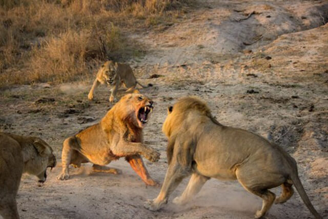 tập tính bảo vệ lãnh thổ của sư tử