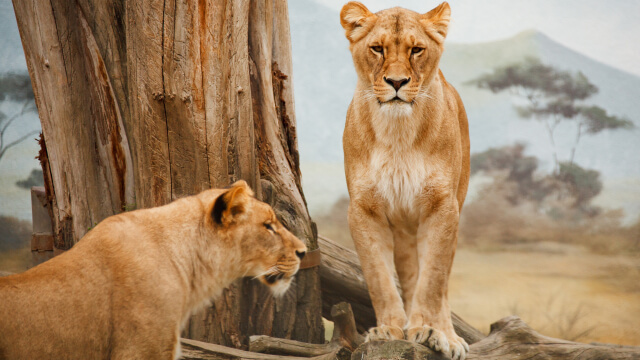 tập tính bảo vệ lãnh thổ của sư tử